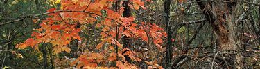 Wonderful fall color.