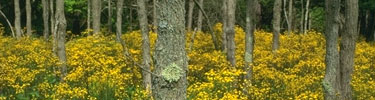 Bright yellow flowers form a carpet on the forest floor.