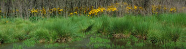 On the edge of Big Meadows wetlands...