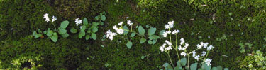 Vivid white ??? flowers form a stark contrast against the deep green forest floor.