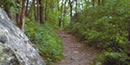 A brown trail weaves through the woods, passing a rocky outcrop along the way. A brown trail weaves through the woods, passing a rocky outcrop along the way.