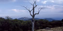 A lone tree stands in front of vast Shenandoah wilderness. A lone tree stands in front of vast Shenandoah wilderness.