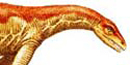 Anchisaurus Polyzelus Anchisaurus Polyzelus