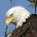 Each winter nearly 200 Bald Eagles migrate to the Upper Delaware region.