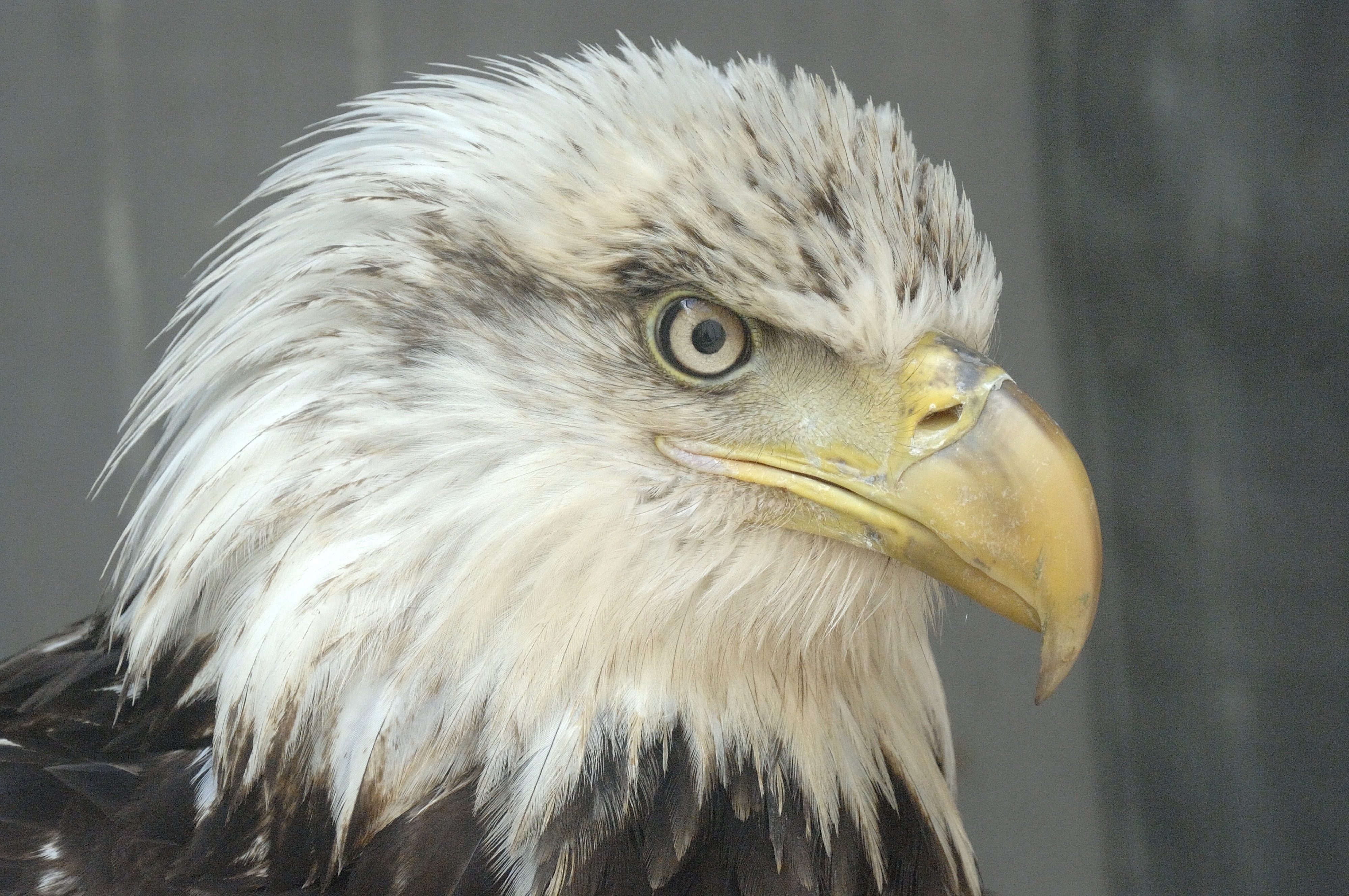 Mature bald eagle