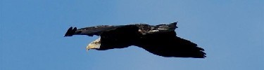 soaring bald eagle