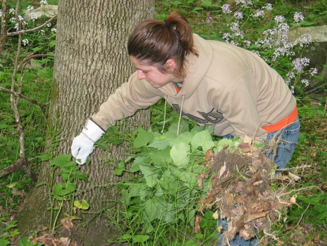 Volunteer removes invasive plant species