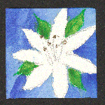 Foam Flower