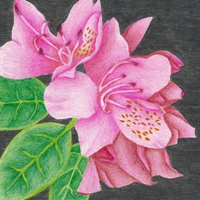 Catawba Rhododendron - Youth Artwork