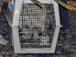 NERI Peregrine Project - Photo 1