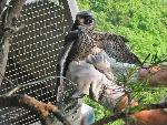 NERI Peregrine Project - Photo 4