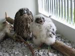 NERI Peregrine Project - Photo 5