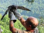 NERI Peregrine Project - Photo 6