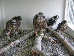 NERI Peregrine Project - Photo 8