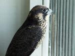 NERI Peregrine Project - Photo 9
