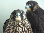 NERI Peregrine Project - Photo 11