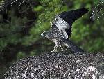NERI Peregrine Project - Photo 12