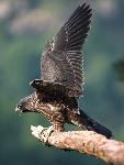 NERI Peregrine Project - Photo 13