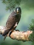 NERI Peregrine Project - Photo 14