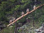 NERI Peregrine Project - Photo 15