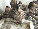 NERI Peregrine Project - Photo 16