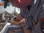 NERI Peregrine Project - Photo 17