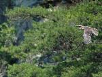NERI Peregrine Project - Photo 19