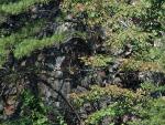 NERI Peregrine Project - Photo 20