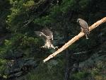 NERI Peregrine Project - Photo 21