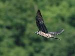 NERI Peregrine Project - Photo 22