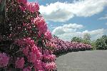 Rhododendron at Grandview
