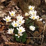 Bloodroot in bloom