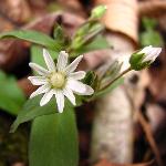 Chickweed