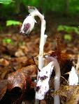 Indian-Pipe