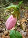 Lady Slipper - pink