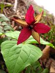 Wake-Robin Trillium