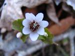 Rue Anemone