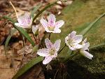 Spring Beauty