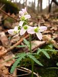 Toothwort