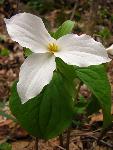 Trillium