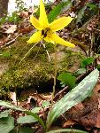 Trout Lilly