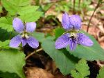Violets