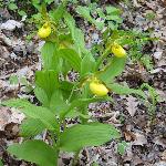 Lady Slipper - yellow