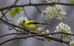 American Goldfinch