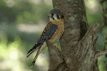 American Kestrel