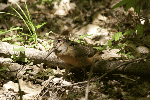 American Woodcock