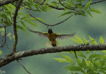 Baltimore Oriole