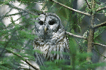 Barred Owl