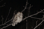 Barred Owl