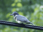 Belted Kingfisher